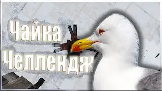 ЧАЙКА ЧЕЛЛЕНДЖ | ПРОВЕРКА ПСИХИКИ | ДЛЯ ЮТУБЕРОВ СК | STALCRAFT