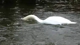 Swans on the River Itchen in Winchester