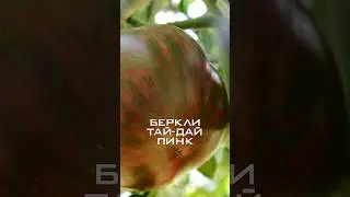 ОДИН ИЗ МОИХ ЛЮБИМЫХ СОРТОВ! БЕРКЛИ ТАЙ-ДАЙ ПИНК.
