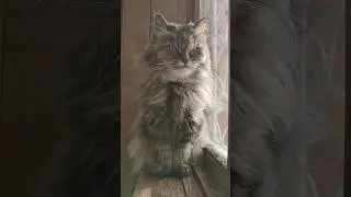 #cat #love #cats #catlover #кошка