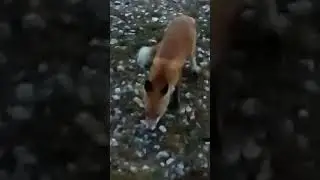 Рыжая в гости пришла.