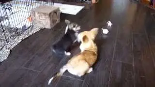 Мелочь атакует)))