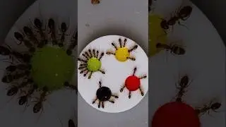 Feeding Ants Colourful Sugar!