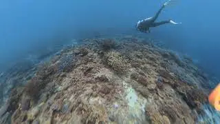 Kerama Islands - Okinawa Japan - Scuba (6/12/24)