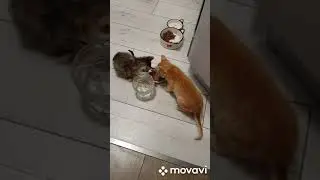 Подобрала маленьких котят. Подлечила. Ищу им хозяев.