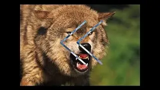 Reverse - How To Basic - How To Tame a Wild Animal