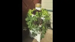 Havitot - Home made garden in a barrel