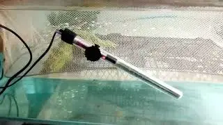 Расбора эспей