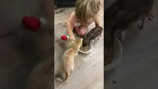 growing up with a mom who rescues animals #animalrescue #piglet #kitten #animallover #animalvideos