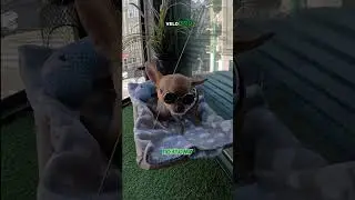 МикроСТИЛЬ #dostawa #cute #собака #dog #доставка #dostawajedzenia #работавпольше #glovo