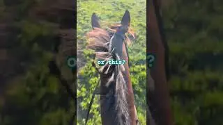 some like a slow and relaxed trail ride while others seek adventure