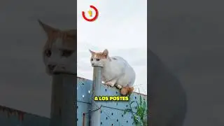 5 Imágenes Que Confundirán A Todos☠️🤯 Parte 8