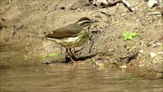Louisiana Waterthrush, Platte River State Park, Nebraska