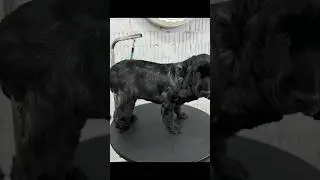Жертва красотой или зачем мы испортили внешний вид собаке☺️ 