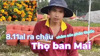 8.11al ra chậu vạn thọ ban Mai, chăm sóc phân, thuốc (Phước Thêm)