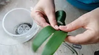 Режу орхидею, пытаюсь спасти.