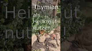 Heilpflanzen einfach nutzen | Thymian