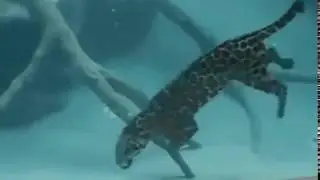 Just a reminder that Jaguars can also kill you underwater BBC