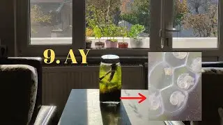 Kavanozda Yaşam Bölüm 4 | 9 Aydır Hayatta Olan Ekosistem | Enclosed Ecosphere 9 Months