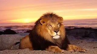 Дикая природа Супер хищники Лев National Geographic Wild.mp4