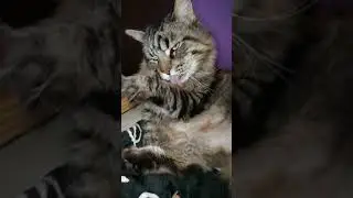 #Мейн