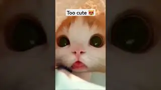 The Cutest Kittens Ever. #shorts #viral #cute