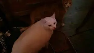 CAT HUMPING!