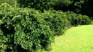 Hoepfner Kiwi Farm