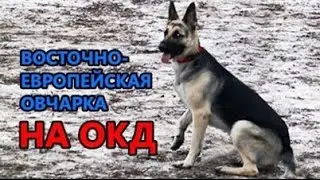 Восточно-европейская овчарка Ева на ОКД. Испытания по ОКД.