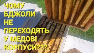 Чому бджоли не переходять у медові корпуси??? 
