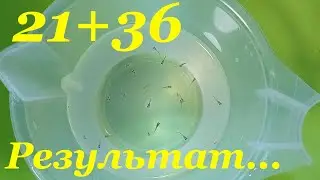 Сколько гуппи рожает мальков Квартет гуппи Живородящие рыбки
