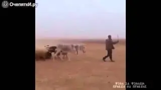 Это армия, сынок