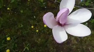 Beautiful Magnolia Bloom -  Pink Japanese Magnolia