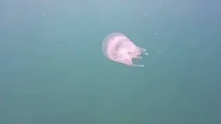 Обитатели черного моря 25.06.2024