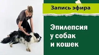 Эпилепсия у кошек и собак - лекция - видео разбор заболевания врачом