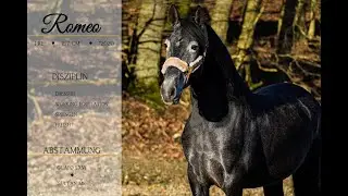 SOLD: ** Romeo ** Pferdehandlung Dederichs **
