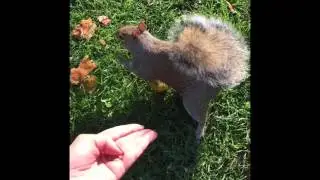 Ручные Белки В Парке Лондона