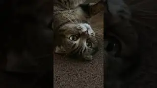 Шотландский мур 😻 #shorts #хочуврек #шотландскаявислоухая #catfunny #cat