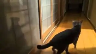 Умный кот стучится в дверь