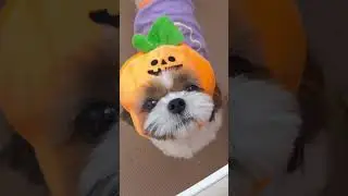 TRiCK or TREAT!! 😜 Cute Shih Tzu Dog 🐶 Happy Halloween 🎃👻