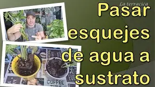 Pasar ESQUEJES enraizados en agua a SUSTRATO con ÉXITO 🏆