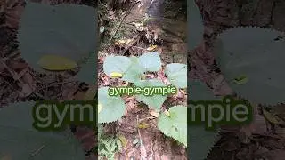 One of the most painful plants in the world! 