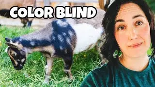 The RAREST color of goat — but there’s a problem 😢