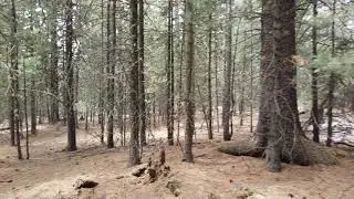 Walking in Bogd Khan Mountain 4k