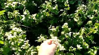 Мёда НЕТУ🤷‍♂️. Хер им по 45
