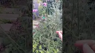 вербена бонарская