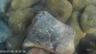 Подводный мир Большого Утриша 2019