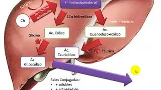 METABOLISMO DEL COLESTEROL PARTE 2 - ACTUALIZADO