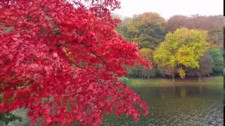 Red tree, Stourhead, UK - 4K