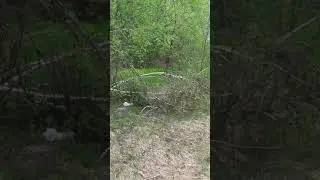 Фазаний Двор